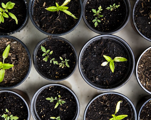 Community Garden & Food Security