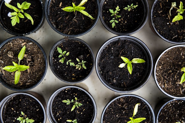 Community Garden Programme